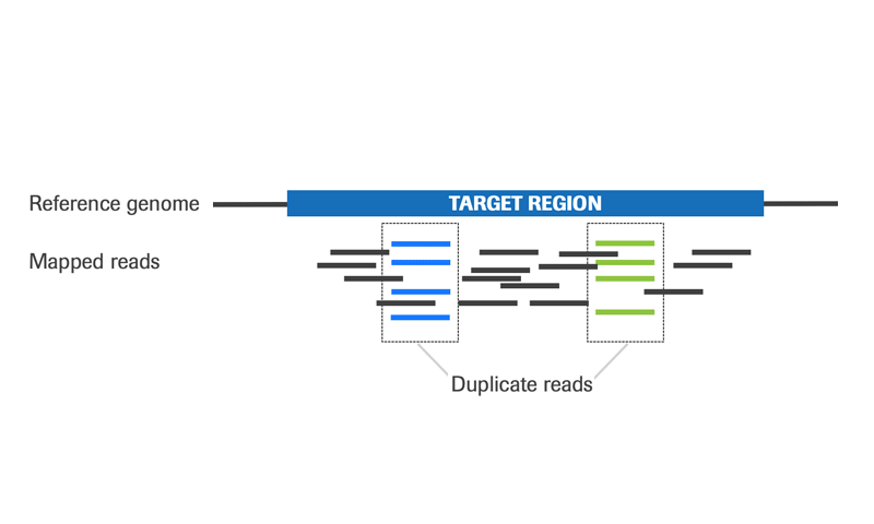 Total reads mapped to a reference genome, showing duplicate rates. 