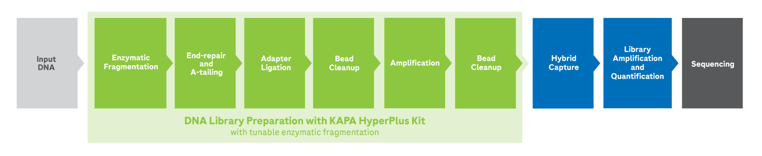 KAPA HypePlus Workflow