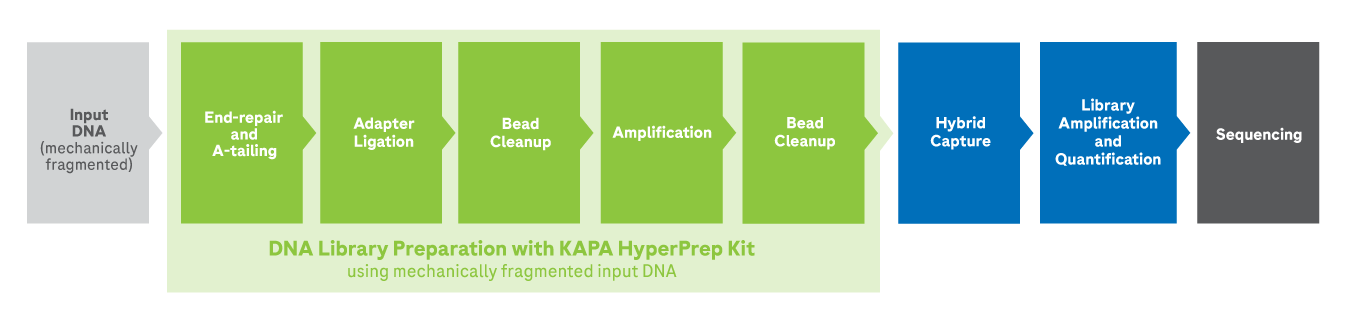 KAPA HyperPrep Workflow